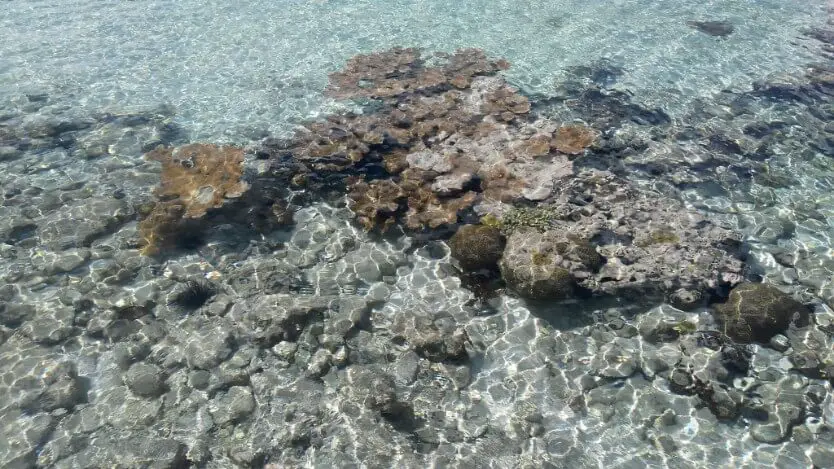 Corals at Punta Perdiz