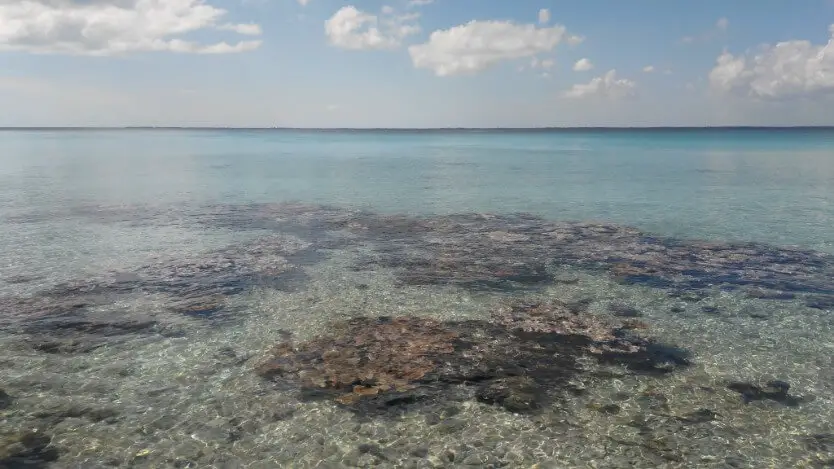 Corals at Punta Perdiz in Playa Giron