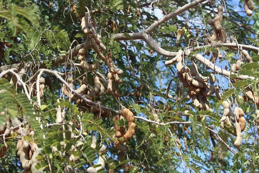 Copac de tamarind, Trinidad