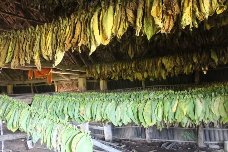 Tobacco set to dry at a local farm