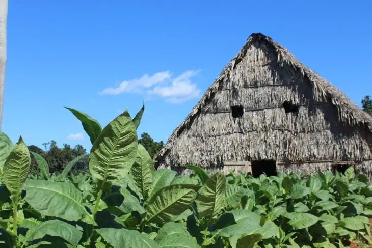 Tobacco farm despadillo