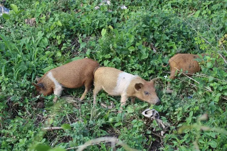 baby pigs at a farm