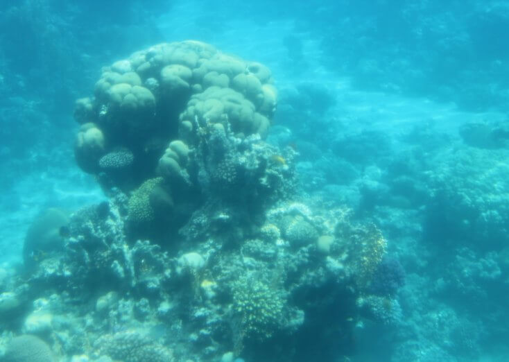 Corals in the Red Sea, Aqaba