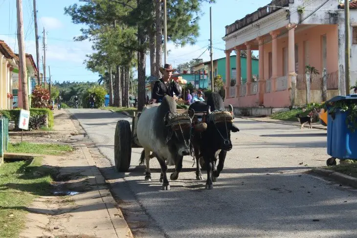 Cart pulled by cows