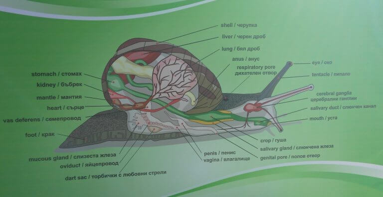 The anatomy of a snail