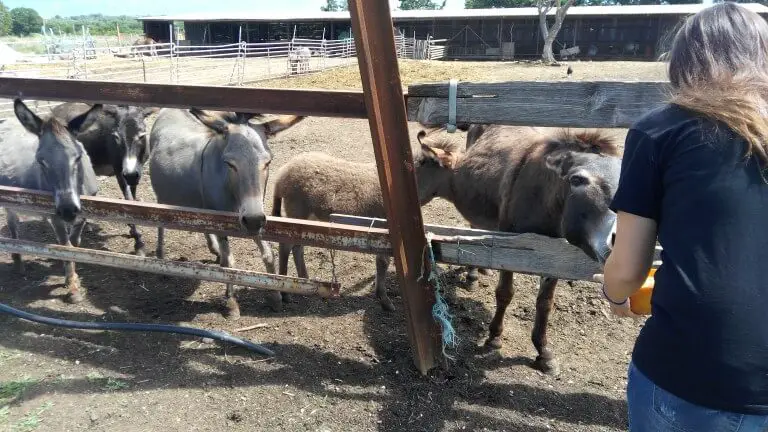 Donkeys at Dar-Mar, Croatia