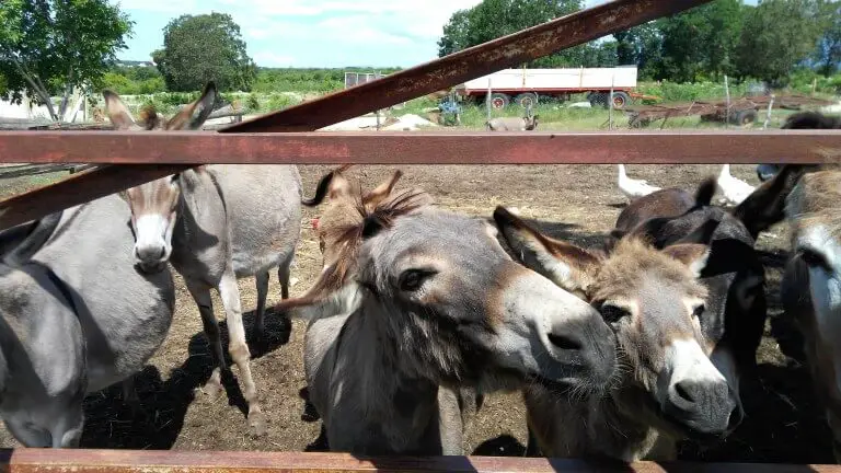 Donkeys at Dar-Mar, Croatia