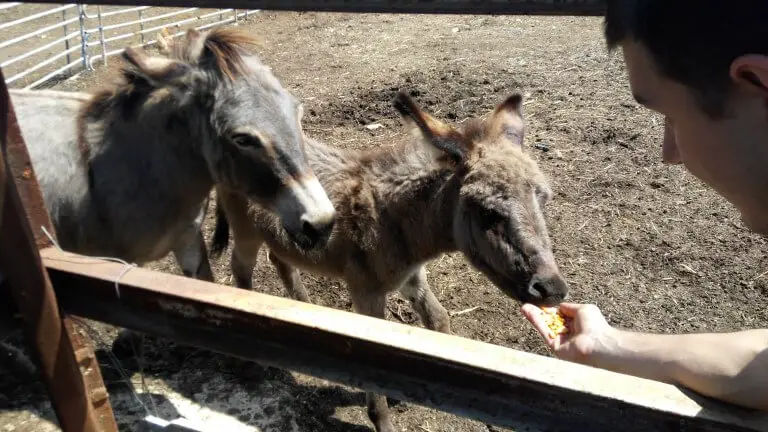 Donkeys at Dar-Mar, Croatia