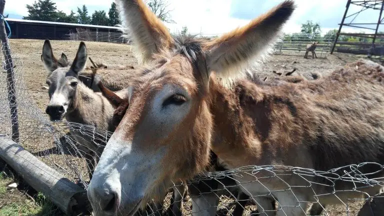 Donkeys at Dar-Mar, Croatia