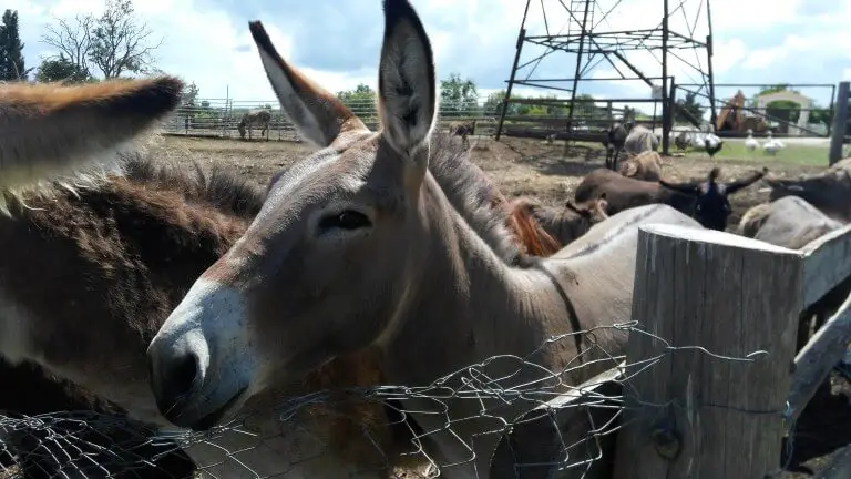 Donkeys at Dar-Mar, Croatia