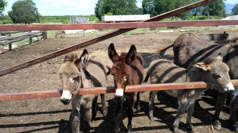 Donkeys at Dar-Mar, Croatia