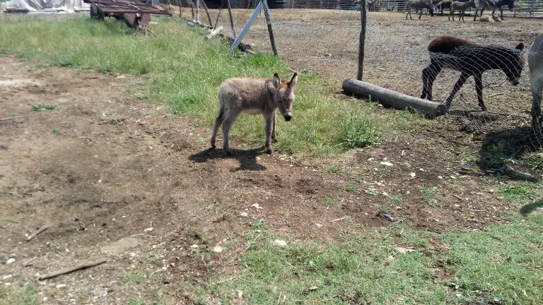 Donkey at Dar-Mar, Croatia