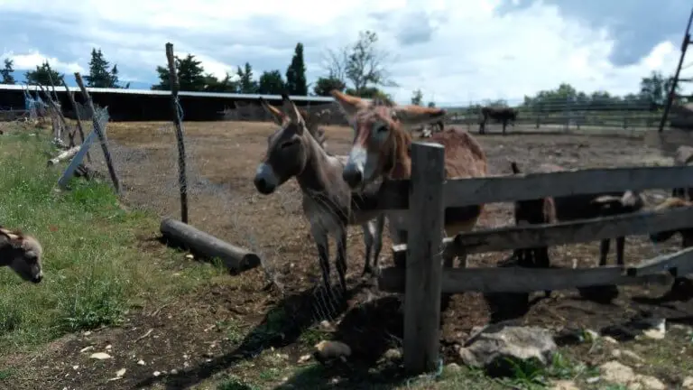 Donkey at Dar-Mar, Croatia