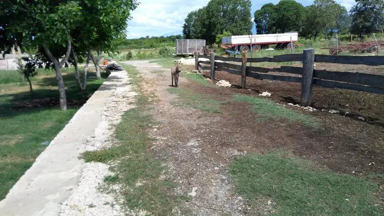 Donkey at Dar-Mar, Croatia